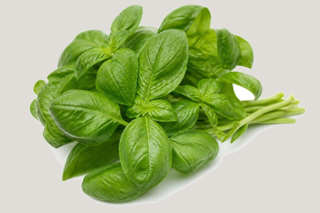 Basilic