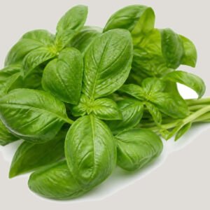 Basilic