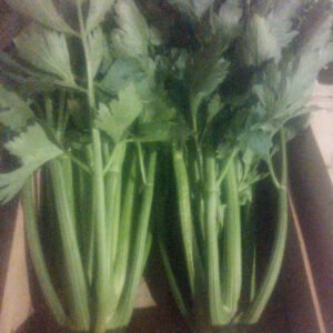 Céleri Branche